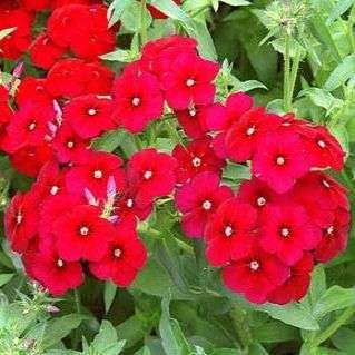 Red Annual Phlox Seeds - Phlox drummondii - Sow Spring - Annual Seeds
