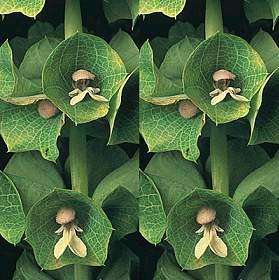 Bells of Ireland Seeds - Moluccella laevis - Sow Spring - Annual