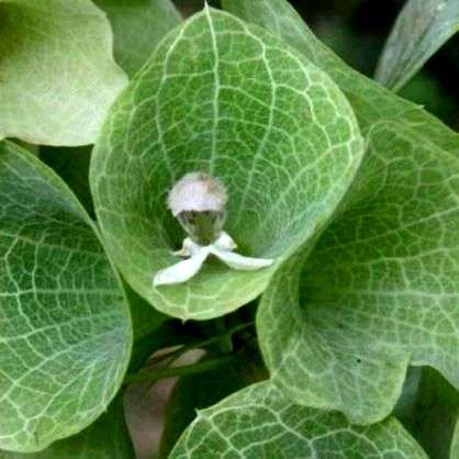 25 Bells of Ireland Seeds - Moluccella laevis - Sow Spring - Annual
