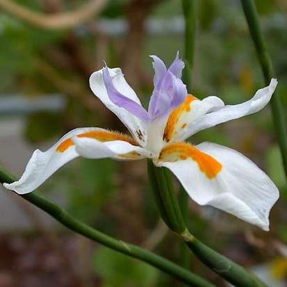 5 Dietes iridioides Seeds - Indigenous South African Bulbs Seeds