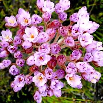 10 Rooiwortel Seeds - Dilatris pillansii - Sow Autumn - Indigenous Medicinal Bulbs Seeds