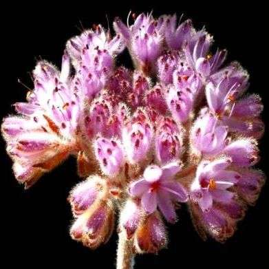 Rooiwortel Seeds - Dilatris pillansii - Sow Autumn - Indigenous Evergreen Bulbs Seeds