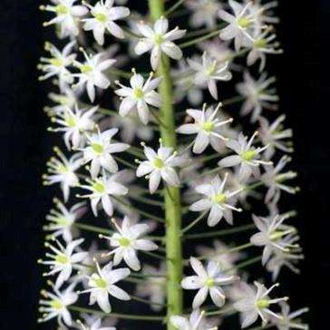5 Drimia altissima Seeds - Tall white squill - Jeukbol - Indigenous Perennial Bulb