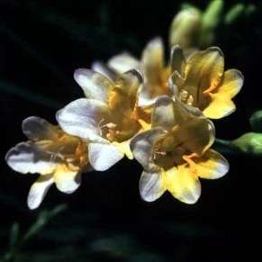 10 Freesia occidentalis Seeds - Indigenous Bulbs Seeds