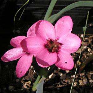 Hesperantha humilis Seeds - Indigenous Bulbs Seeds