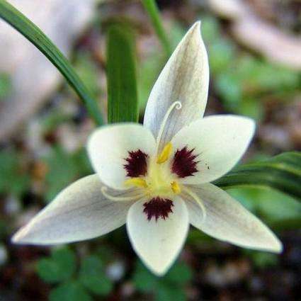 10 Hesperantha luticola Seeds - Indigenous - South African Bulb Seeds For Sale From South Africa