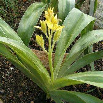 Hypoxis hemerocallidea Seeds - African potato - Indigenous Medicinal HIV AIDS Bulb Seeds
