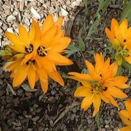 Ixia dubia Seeds - Sow Autumn - Indigenous Bulbs Seeds