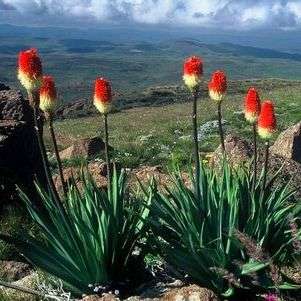 5 Kniphofia ritualis Seeds - Sow Spring - Indigenous Bulbs Seeds