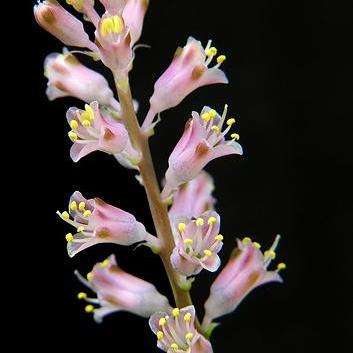 Lachenalia rosea Seeds - Indigenous South African Perennial Bulbous Seeds - Worldwide Shipping