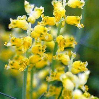Lachenalia mathewsii Seeds - RARE Indigenous South African Perennial Bulb Seeds - Worldwide Shipping