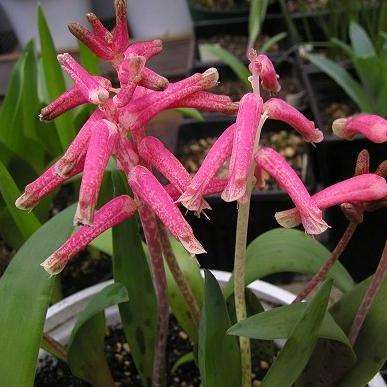 10 Lachenalia rubida Seeds - Indigenous Bulbs Seeds