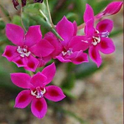 Lapeirousia silenoides Seeds - Indigenous Bulbs Seeds
