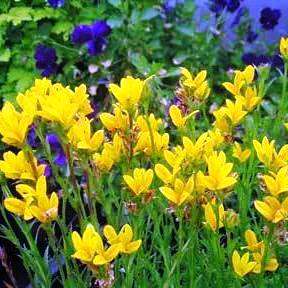 10 Monopsis lutea Seeds - Sow Autumn - Indigenous - Grow your own Flowers from Seed