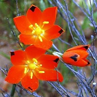 20 Ornithogalum maculatum Seeds + Get FREE Seeds - Indigenous South African Bulb Seeds - Sow Autumn