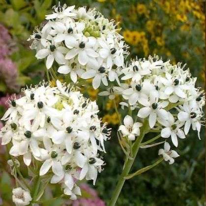 100 Ornithogalum saundersiae Seeds - Indigenous Bulb - Giant Chincherinchee; Star of Bethlehem