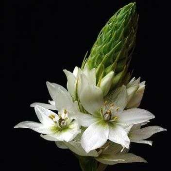 20 Ornithogalum thyrsoides Seeds - Chinkerinchee - Indigenous - Seeds for African Native Bulbs