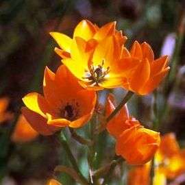 10 Ornithogalum dubium Seeds - Sow Autumn - Indigenous Bulbs Seeds