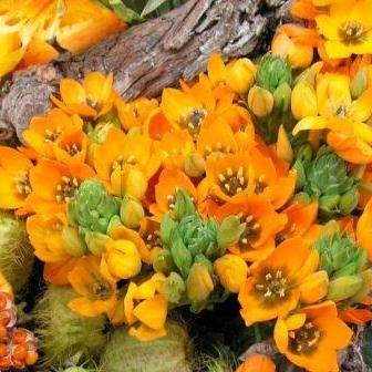 Ornithogalum dubium Seeds - Sow Autumn - Indigenous Bulb Seeds From South Africa