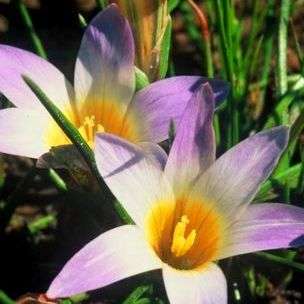 Romulea tabularis Seeds - Sow Autumn - Indigenous Bulbs Seeds