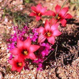 Romulea namaquensis Seeds - Sow Autumn - Indigenous South African Bulbs Seeds For Sale