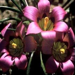 Romulea subfistulosa Seeds - Sow Autumn - Indigenous - Buy Seeds for South African Bulbs