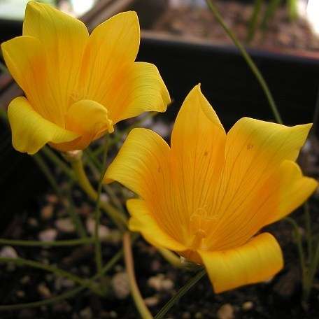 5 Romulea tortuosa ssp tortuosa Seeds - Sow Autumn - Indigenous South African Bulb Seeds