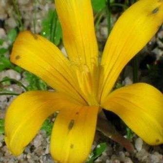 Romulea membranacea Seeds - Sow Autumn - Indigenous Bulbs Seeds