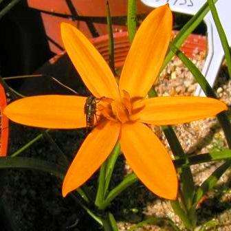 Spiloxene canaliculata Seeds - Sow Autumn - Indigenous South African Bulb Seeds + FREE SEEDS