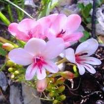Tritonia cooperi Seeds - Sow Autumn - Indigenous Bulbs Seeds