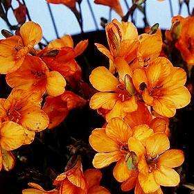 10 Tritonia securigera Seeds - Sow Autumn - Indigenous Bulb Seeds