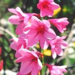 Watsonia borbonica Seeds - Sow Autumn - Indigenous Bulbs Seeds