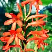 Watsonia pillansii Seeds - Sow Spring - Indigenous South African Bulb Seeds From Africa