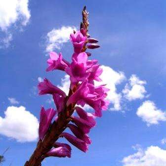 10 Watsonia pulchra Seeds - Indigenous South African Bulb Seeds From Africa - Flat Ship Rate