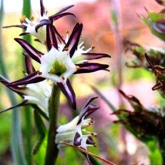 5 Wurmbea spicata Seeds - Indigenous South African Bulb Seeds From South Africa