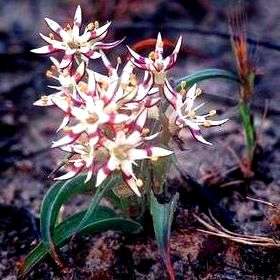 Wurmbea spicata Seeds - Indigenous South African Bulb Seeds From South Africa