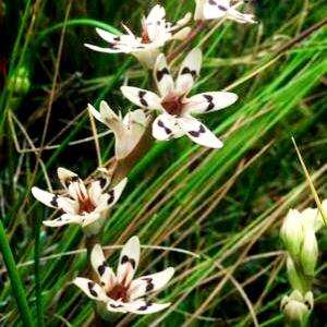 5 Wurmbea kraussii Seeds ~ Pepper-and-Salt flower - Indigenous South African Bulb Seeds
