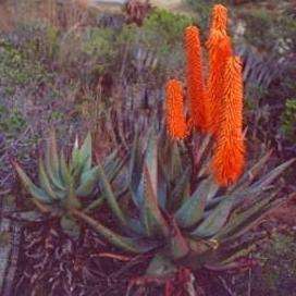 10 Aloe ferox Seeds - Bitter Aloe - Indigenous Succulents