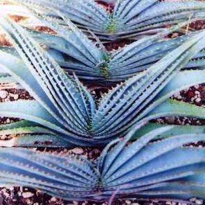 10 Aloe suprafoliata Seeds - Boekaalwyn or Book Aloe - Indigenous Succulents