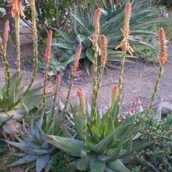 Aloe glauca - Blouaalwyn Seeds - Indigenous Succulents