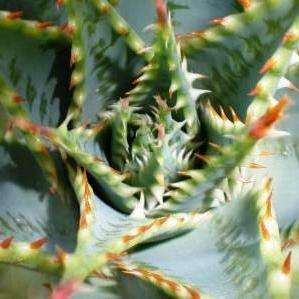 10 Aloe pratensis Seeds - Indigenous Succulents