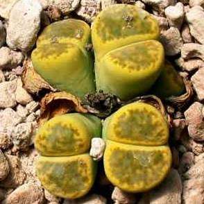 Lithops bromfieldii var sulphurea Seeds - Stoneplants - Indigenous Succulents