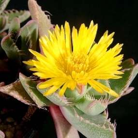 10 Tiger's Jaw Succulent - Faucaria britteniae Seeds - Indigenous Succulents