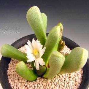Psammophora longifolia Seeds - Indigenous South African Succulent Mesemb + FREE SEEDS!