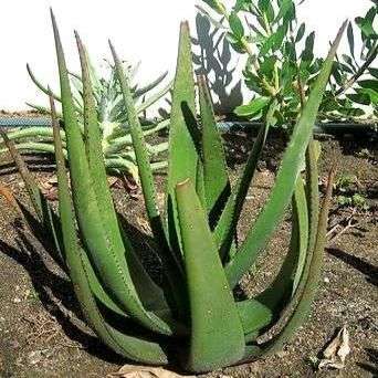 10 Aloe cryptopoda Seeds ~ Indigenous Succulents