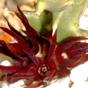 5 Quaqua mammillaris Seeds - RARE - Indigenous Succulents