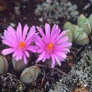 10 Lampranthus maximiliana Seeds - Indigenous Succulents
