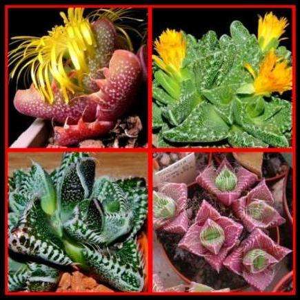 10 Faucaria mixed species Seeds-Hobby for the whole family - Indigenous Succulents