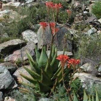 Aloe comptonii Seeds - Indigenous Succulents