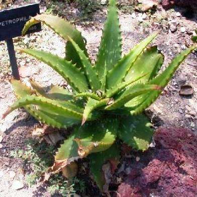 Aloe petrophila Seeds - Indigenous Succulents